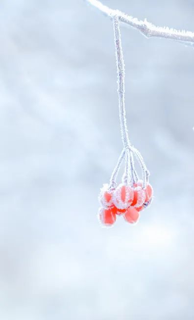 冬至養(yǎng)生,補(bǔ)對(duì)一天,體順一年! 冬至養(yǎng)生,補(bǔ)對(duì)一天,體順一年!